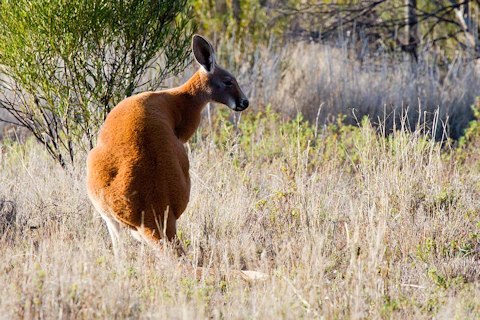 Red Kangaroo (Macropus rufus)